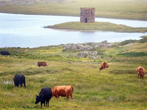 Landelijk landschap met grazende koeien, een stenen toren en een waterpartij.