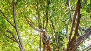 A large tree with extensive roots and branches, surrounded by lush greenery and a building structure in the background. - ACQUA IN BOCCA (Mérida)