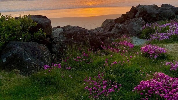 Eine Küstenlandschaft mit Sonnenuntergang, Felsformationen und violetten Blumen.