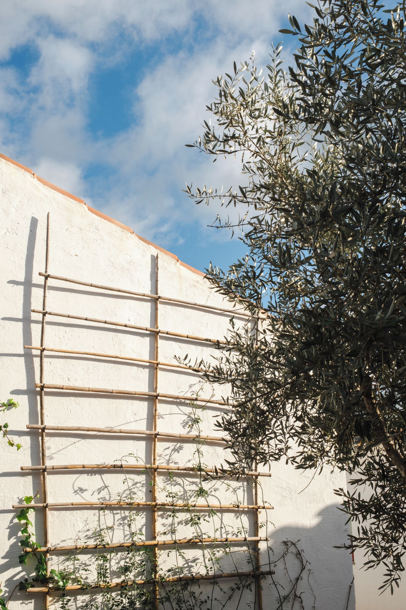 A bamboo trellis against a wall with climbing plants.