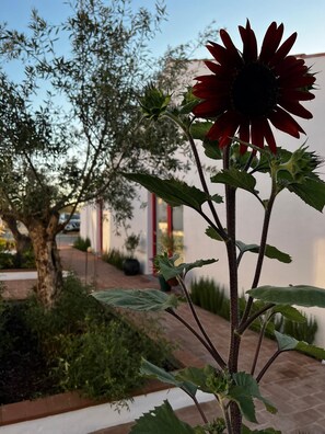 A sunflower in a garden with a tree and a building in the background.