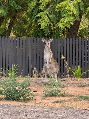 A kangaroo standing in front of a wooden fence.