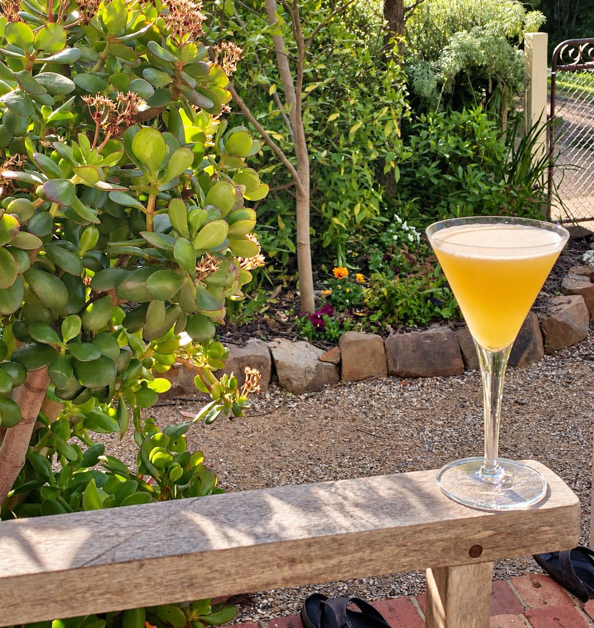A martini glass with a yellowish drink on a wooden bench in a garden.
