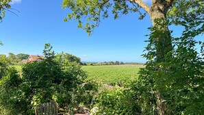 Un vignoble avec un banc en bois et un arbre au premier plan.