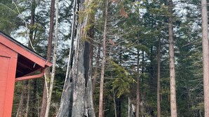 A forest with tall trees and a red building. - Sasquatch Sanctuary (Crescent City)