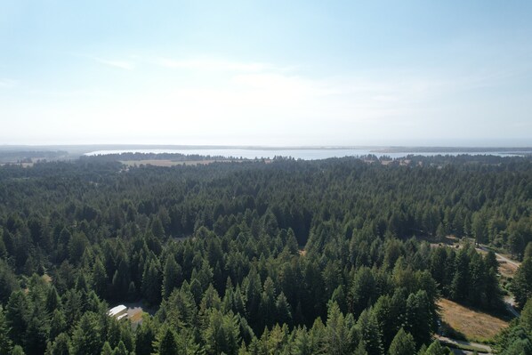 A dense forest with a clear view of a distant body of water and a small building in the foreground.