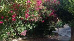A garden with pink flowering trees and a paved path. - Location Estivale Bastia U Fiumicellu, Vue Mer. Jacuzzi, Barbecue, (Bastia)