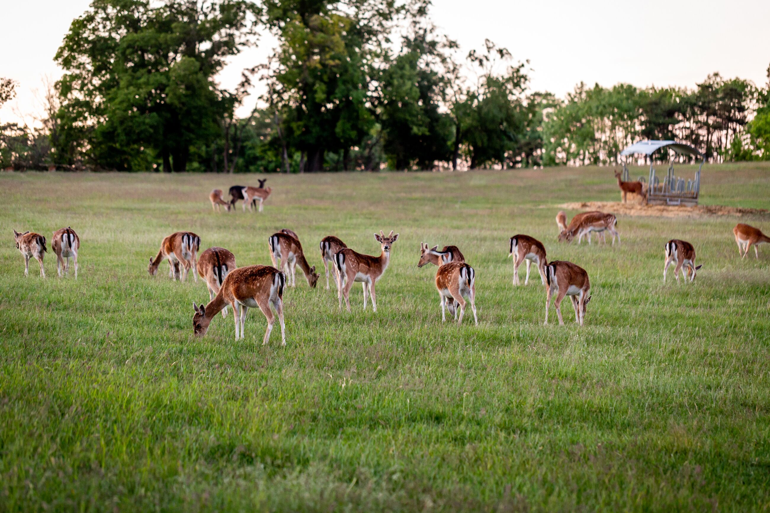 Un champ où des cerfs paissent.