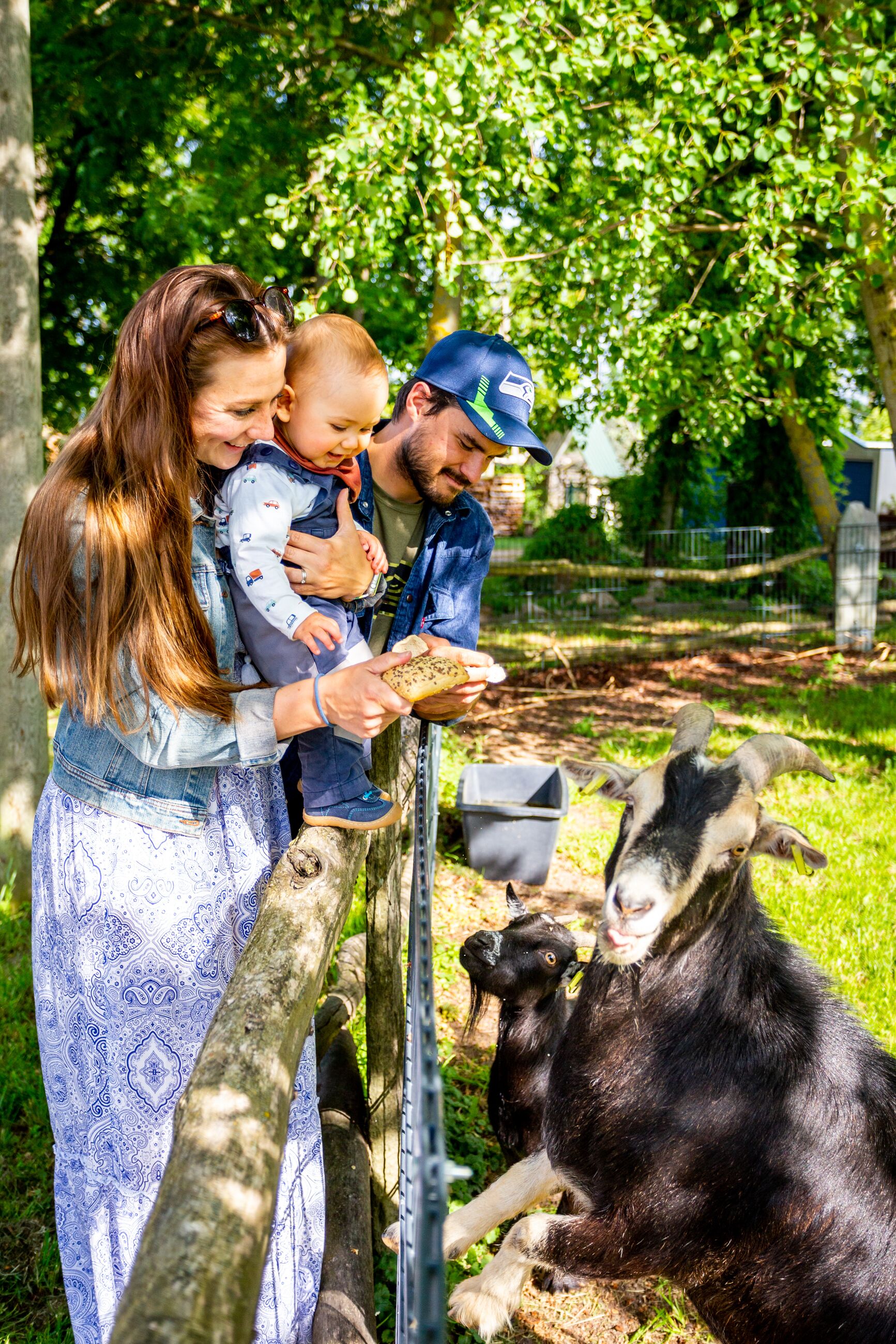 Une famille nourrit des chèvres dans un enclos d’un zoo.