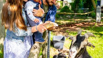 A family feeding goats at a zoo enclosure.