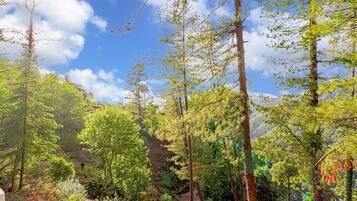 Une zone boisée avec de grands arbres et un ciel dégagé.