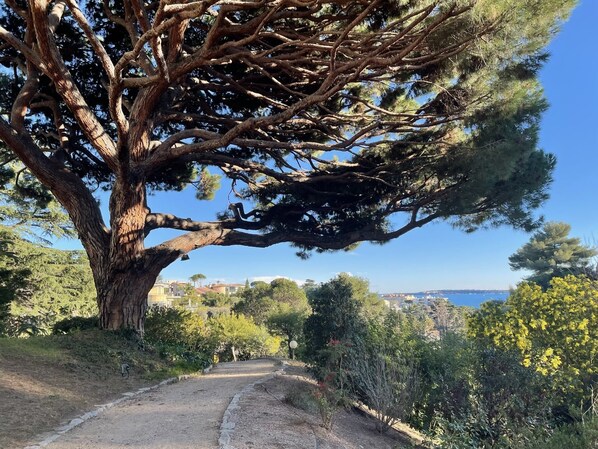 A dirt path leading to a large tree with a view of a distant town and water body.