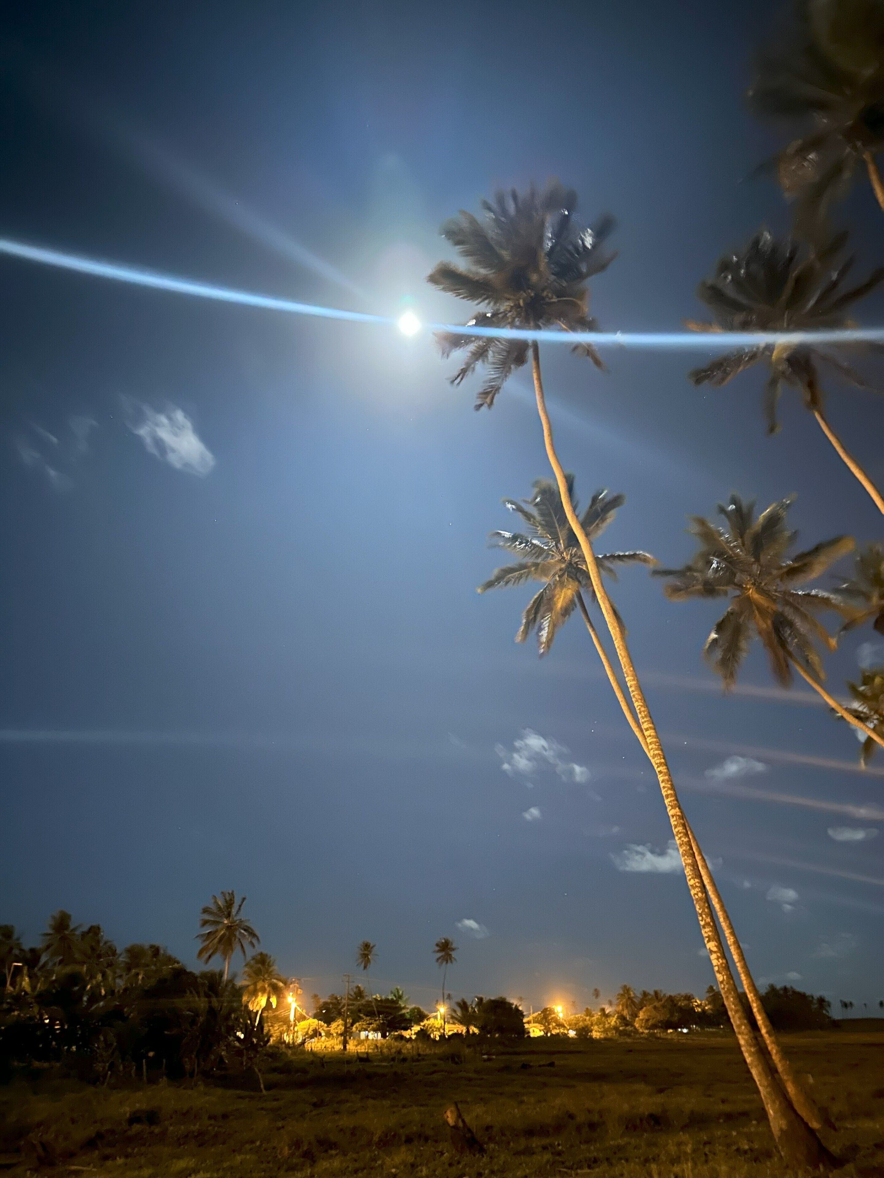 Scena notturna con palme e cielo sereno.