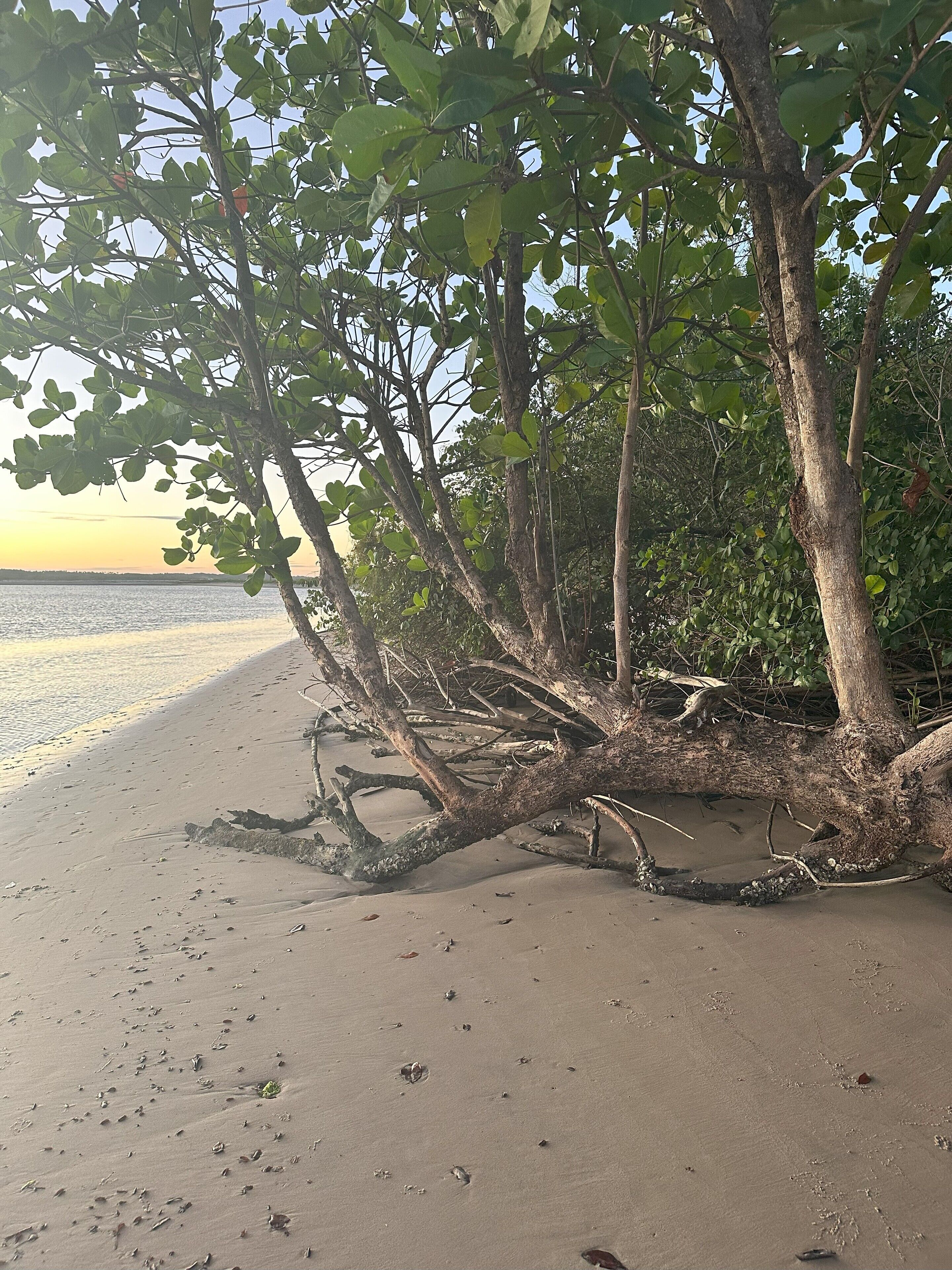 A beach with a fallen tree trunk in the sand and a clear view of the water.