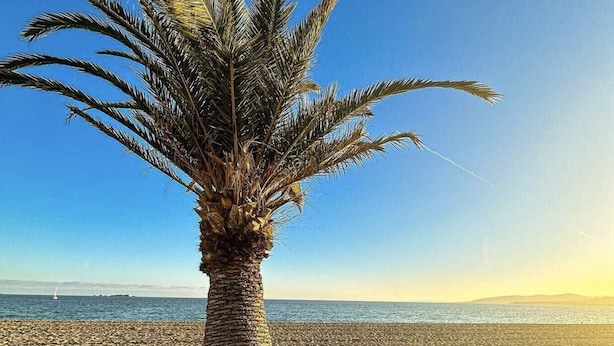 A palm tree on a sandy beach with a clear sky and calm sea in the background. - Apartment 4 guests with access to the beach/Fréjus (Fréjus)