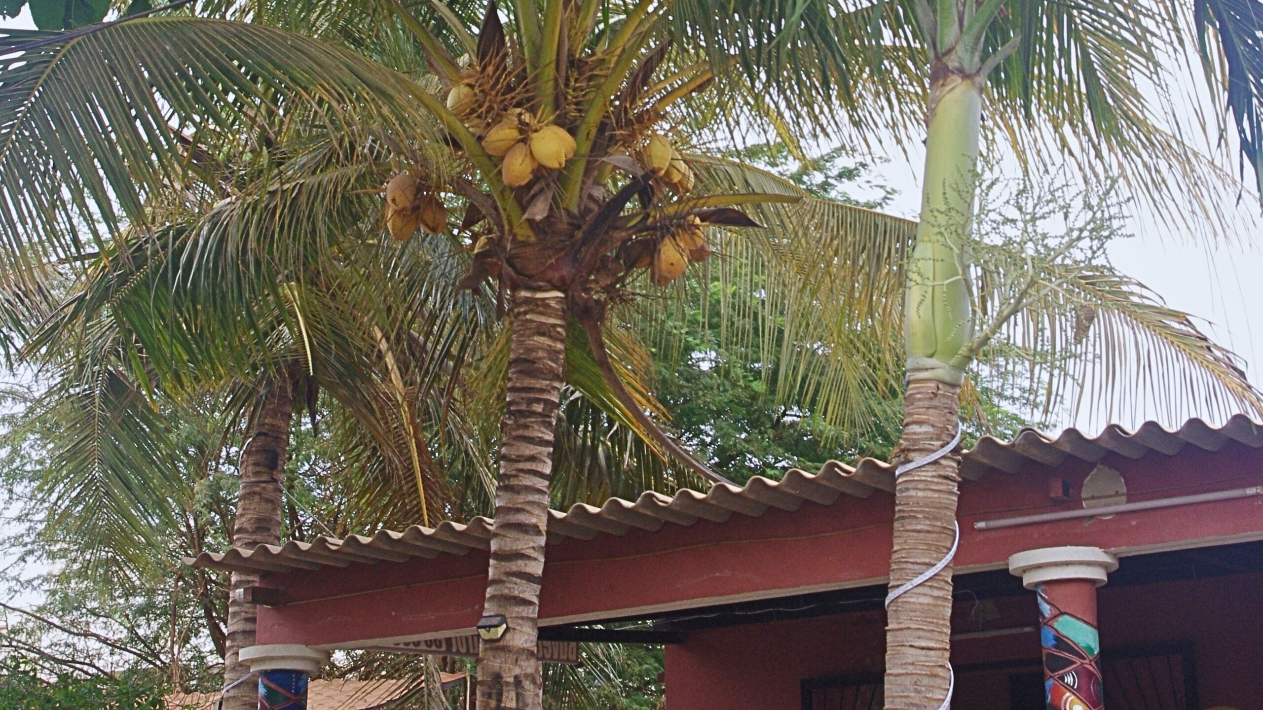 A building with a red roof and a palm tree in front.