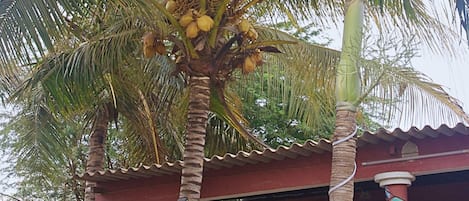 A building with a red roof and a palm tree in front.