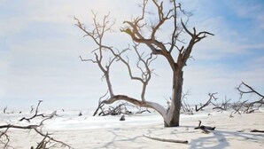 A barren landscape with a prominent dead tree and scattered branches. - Beaufort Old Point Artist Suite (Beaufort)
