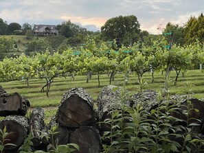 Viñedo con hileras de vides y una casa al fondo.