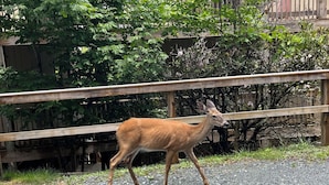 A deer walking on a gravel path next to a wooden fence. - Updated condo, Walk to Beech Mountain Resort, Beautiful sunrise, Pet friendly (Beech Mountain)