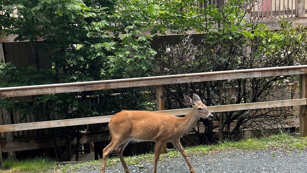 Un cerf se promène sur un chemin de gravier, à côté d’une clôture en bois.