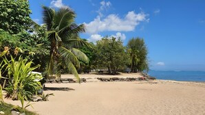 A beach with palm trees, a clear sky, and a calm sea.