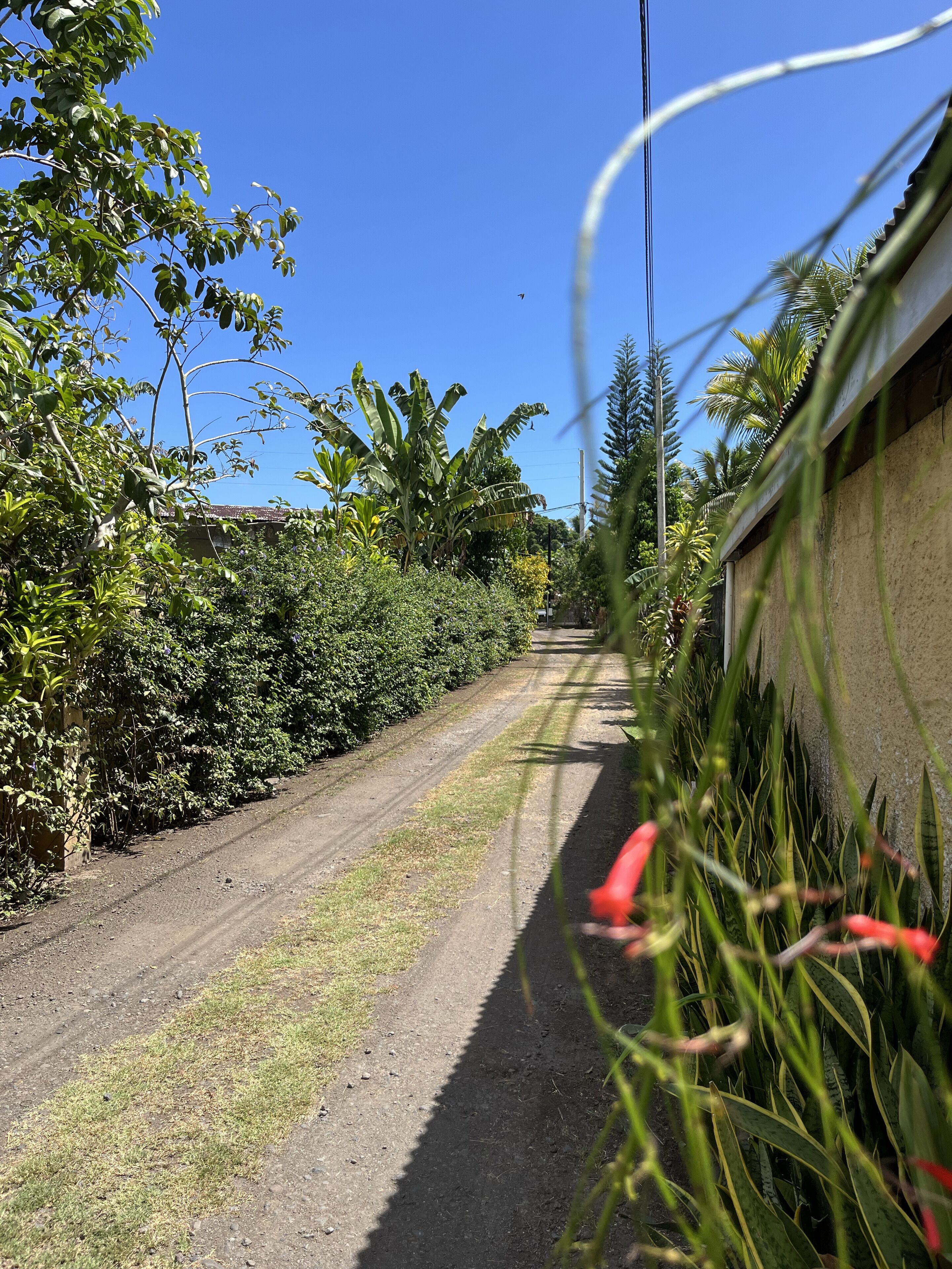 Un camino de tierra estrecho bordeado por vegetación densa y un edificio con techo inclinado.