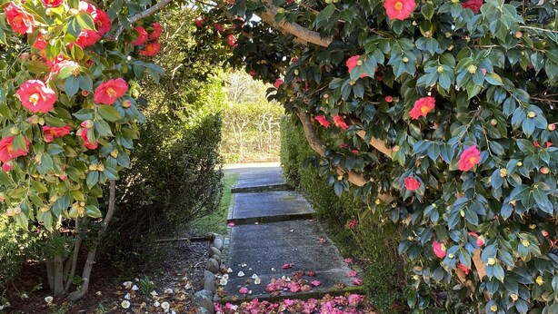 A pathway flanked by lush green foliage and vibrant pink flowers, leading to a building entrance. - Prime Spot! 5mins to “Grand Cliff Top Walk” & “3 Sisters” (Katoomba)