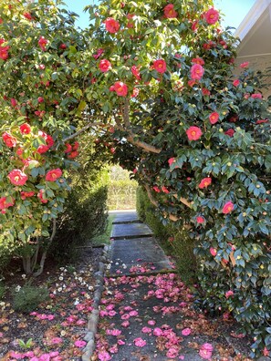 A pathway flanked by lush green foliage and vibrant pink flowers, leading to a building entrance. - Prime Spot! 5mins to “Grand Cliff Top Walk” & “3 Sisters” (Katoomba)