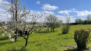 Un champ verdoyant, parsemé d’arbres, sous un ciel dégagé.