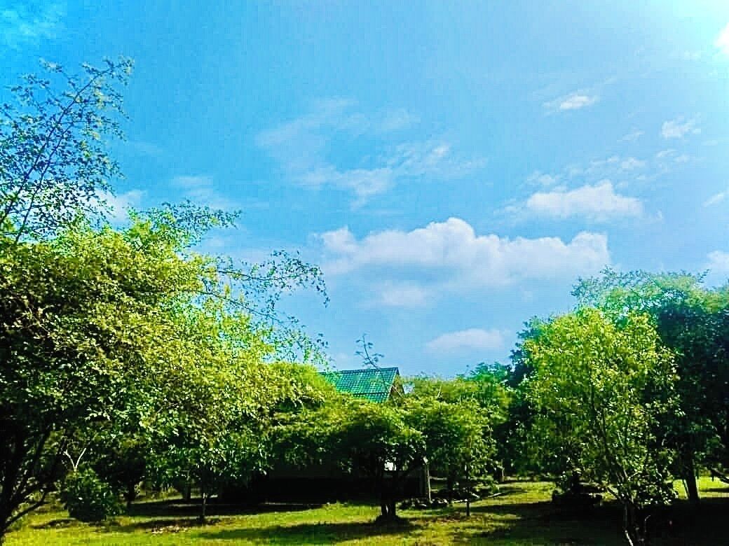 Un parque con árboles y un edificio al fondo.