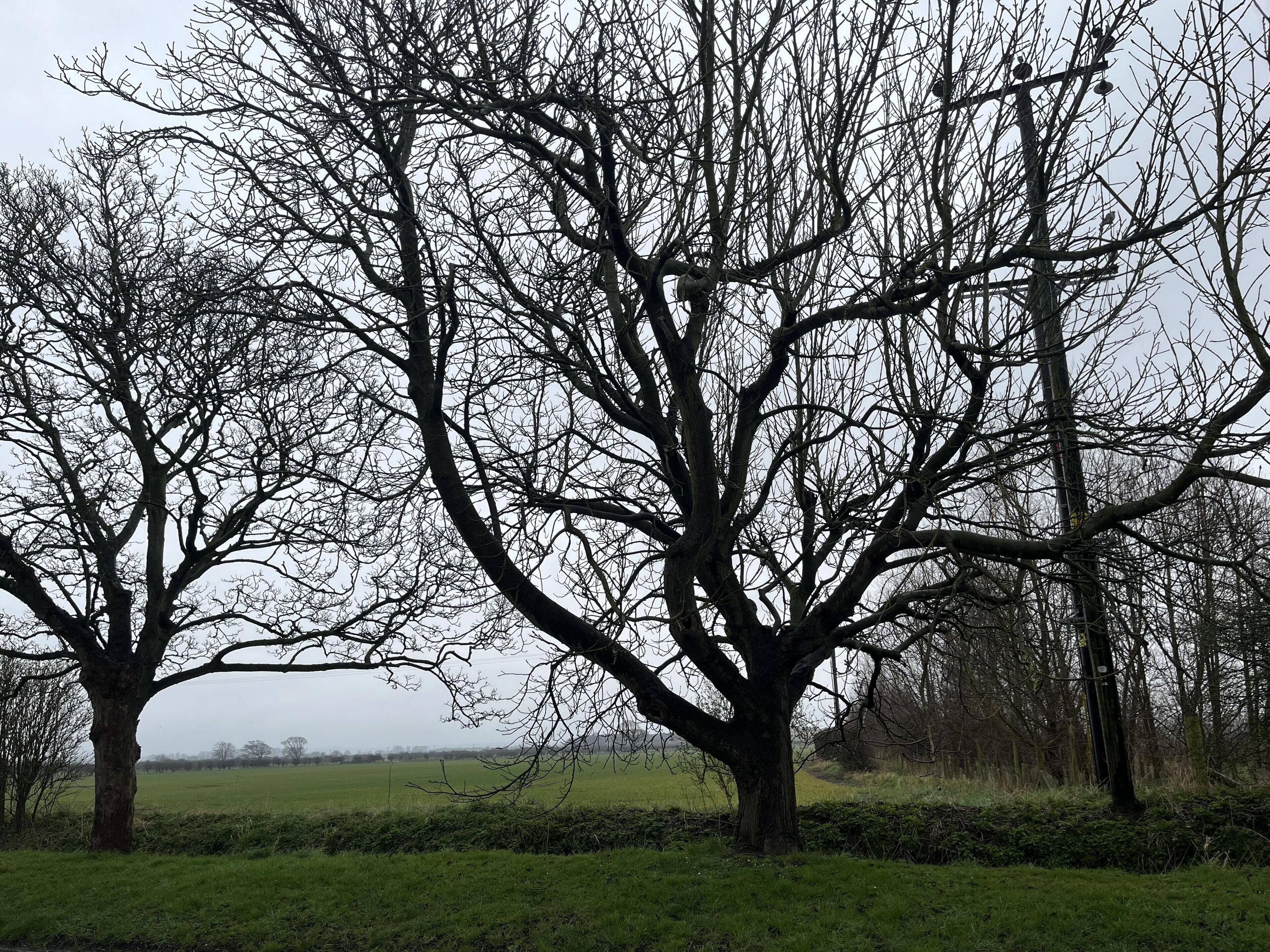 A landscape with multiple trees and a grassy field.