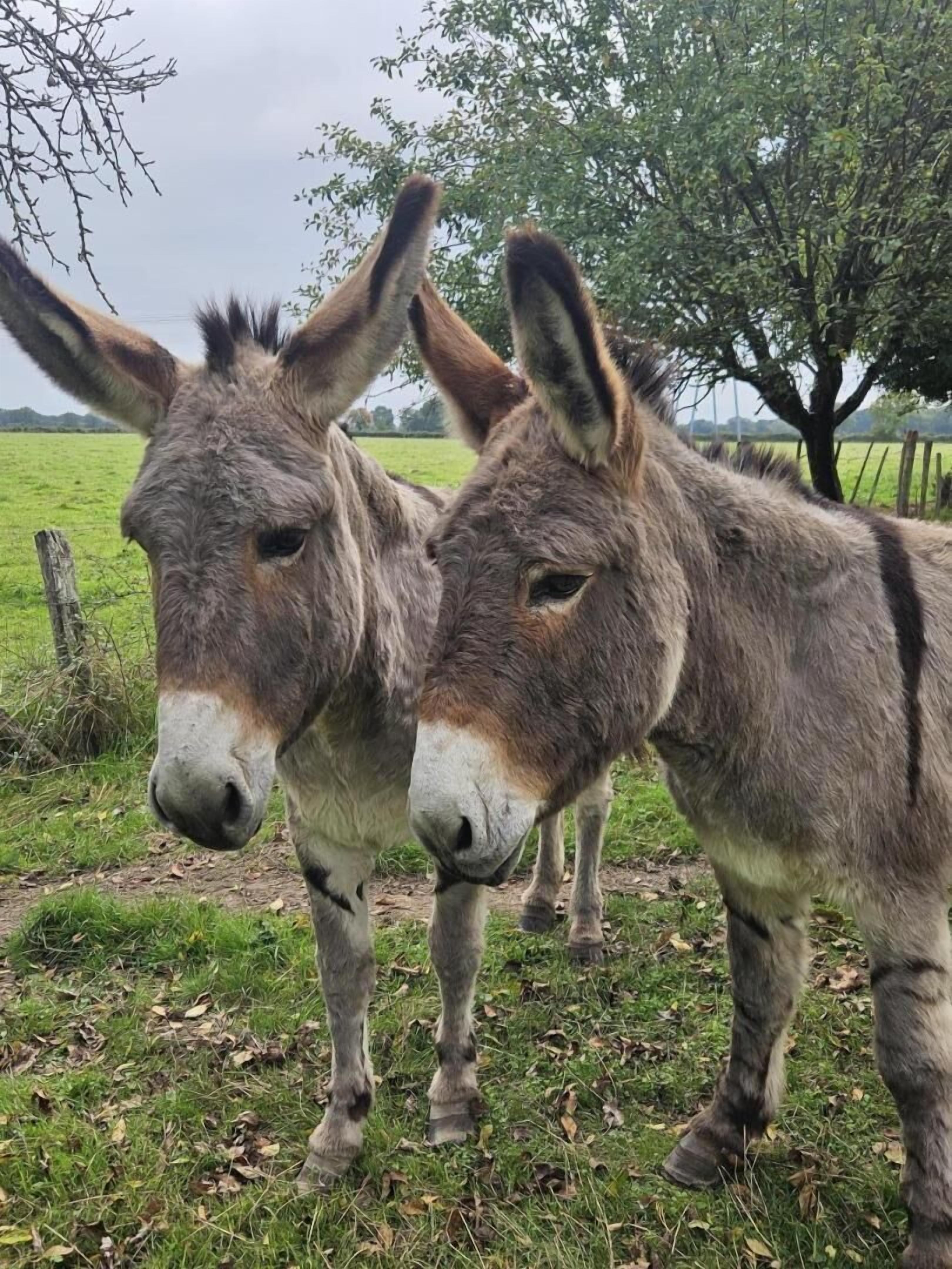 Two donkeys in a grassy field with trees in the background.