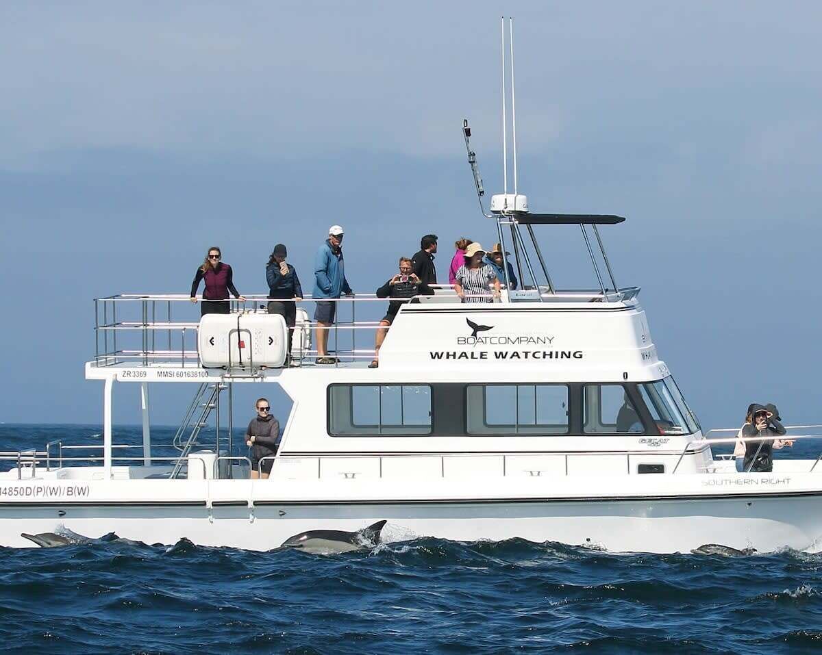 A boat with the text "Boat Company Whale Watching" and "Southern Right" on the side.