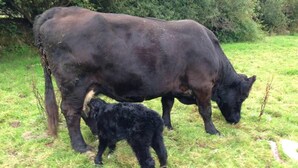 Una vaca y su ternero en un campo con hierba.