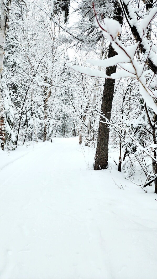 A snowy forest scene with dense trees and a snow-covered ground.