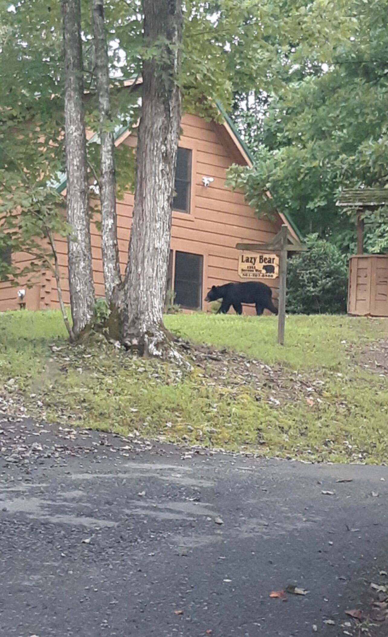 A wooden cabin with a sign reading "Lazy Bear" and a bear walking in the yard.