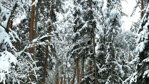 A snow-covered road flanked by tall evergreen trees. - Bungalow directly at the lake, with own boat (Neubäu / Roding)