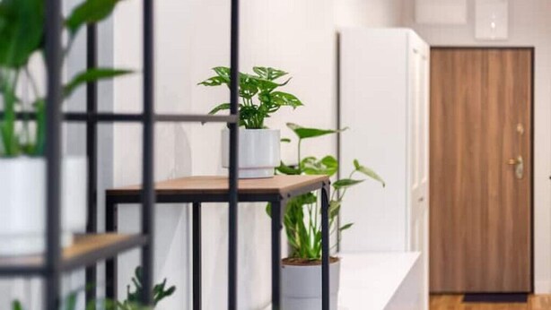 Un intérieur moderne avec un plancher en bois, une porte blanche et une étagère en métal où sont disposées des plantes en pot.