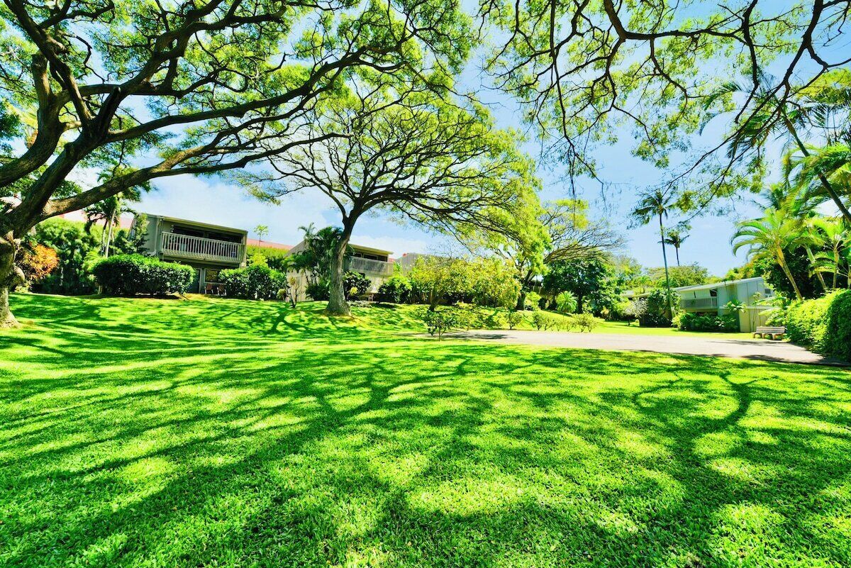 A well-maintained lawn with a large tree providing shade, a pathway, and a building in the background.