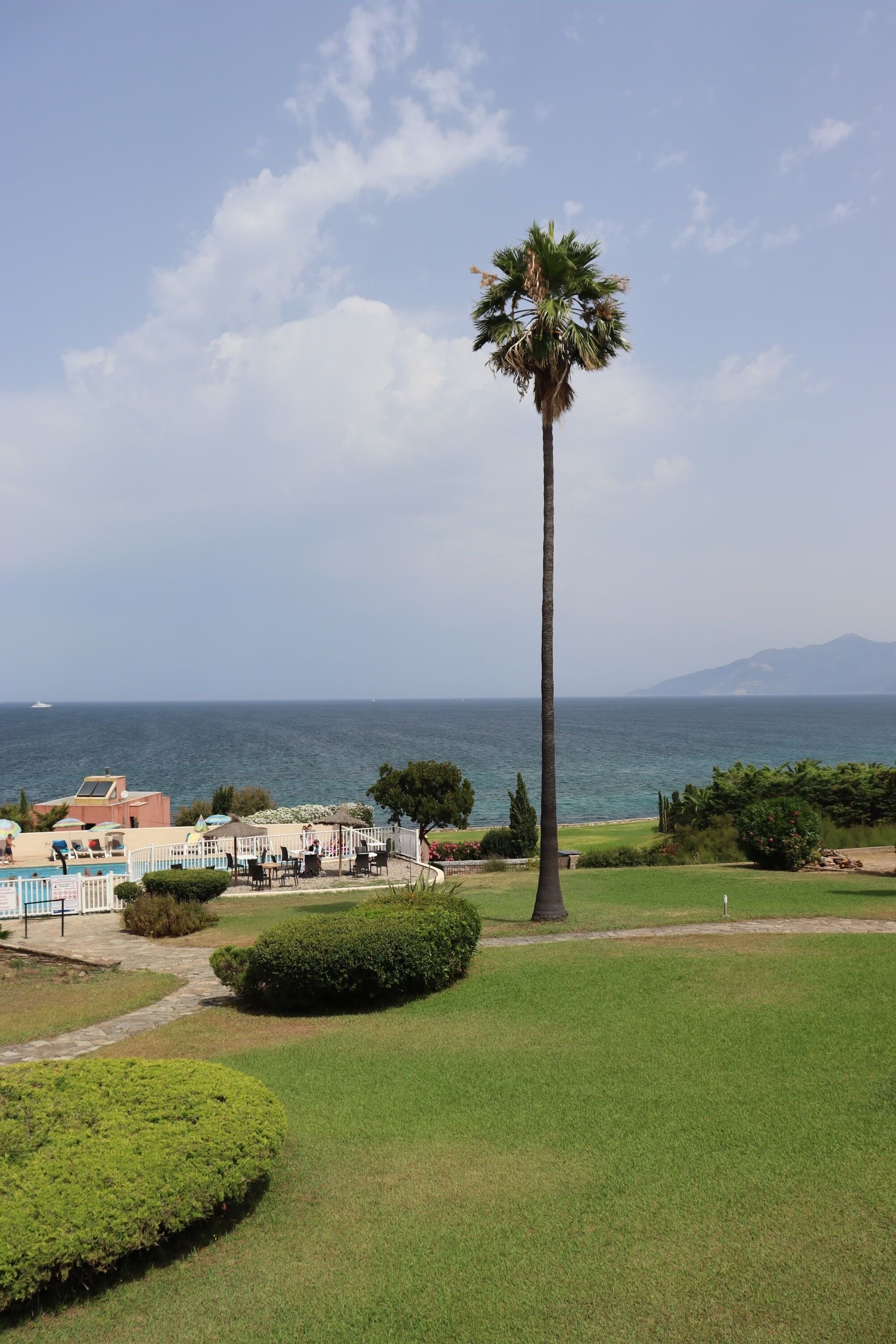 Una palmera, una piscina y vista al mar.