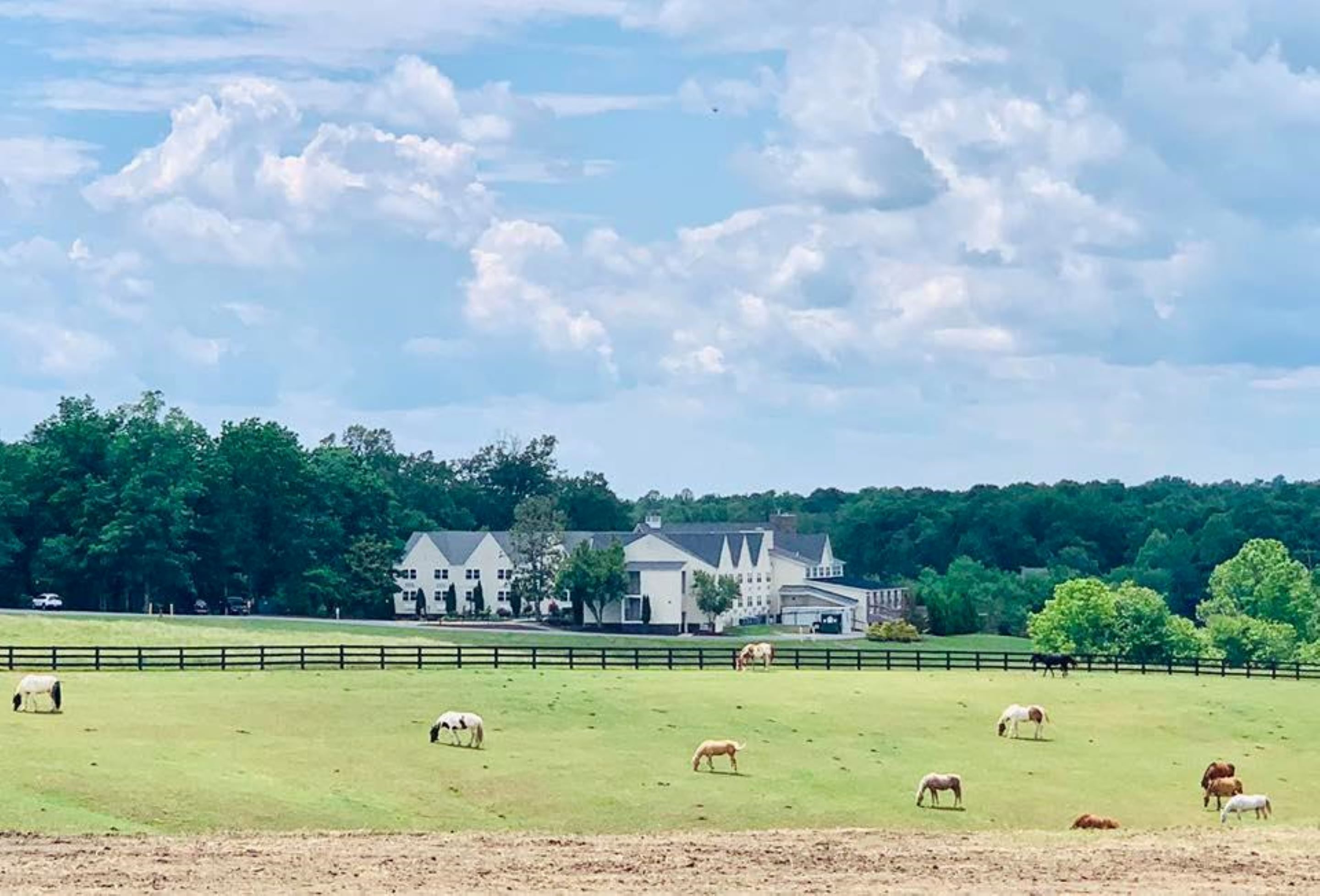 A large, open grassy field with several horses grazing, a white building with multiple windows and a large porch in the background, surrounded by trees and a clear sky.