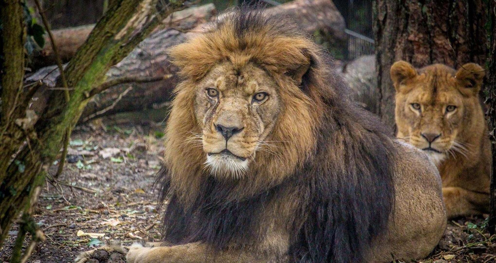 Dos leones en un recinto natural con árboles y follaje.