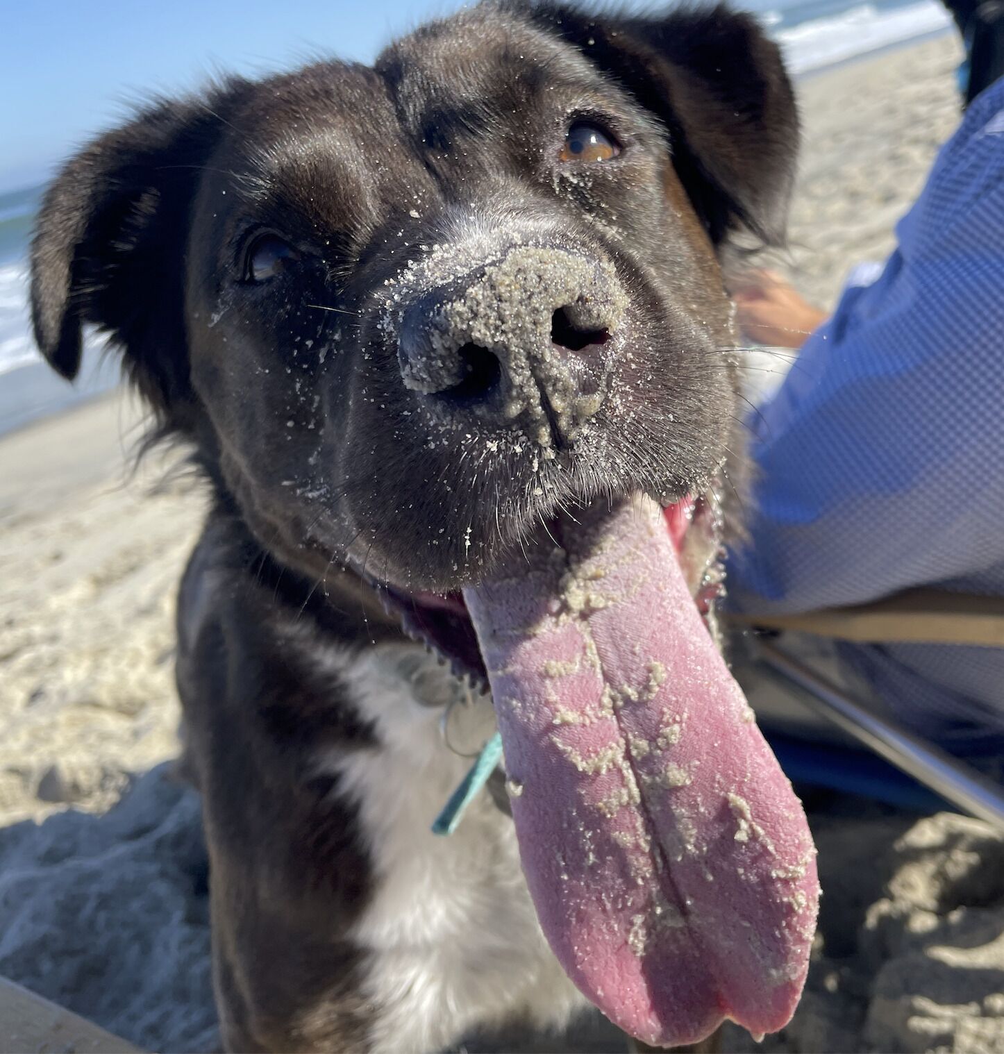 A close-up of a dog with a wet nose and tongue, standing on a sandy beach.