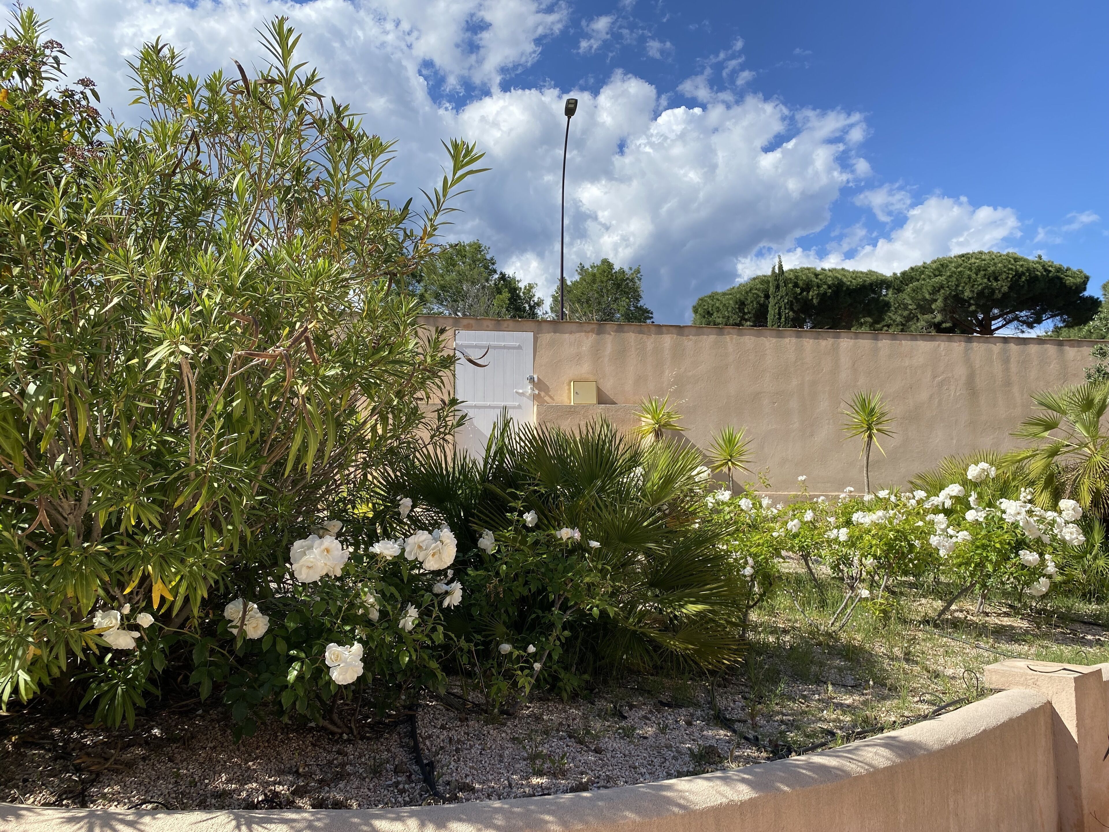 A garden with various plants and flowers, a concrete wall, and a streetlight.