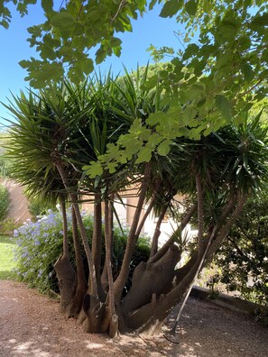 A garden with a large tree with broad leaves and a trunk that splits into multiple branches. - LA GRANDE PINÈDE (Sainte-Maxime)