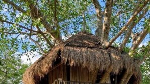 Una casa en los árboles con techo de paja, construida dentro del tronco de un árbol grande. Cuenta con una plataforma de madera con barandilla metálica y una escalera para acceder.