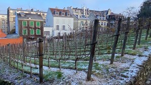 A vineyard with bare trees and a stone wall. - Renovated terrace apartment in Montmartre (Paris)