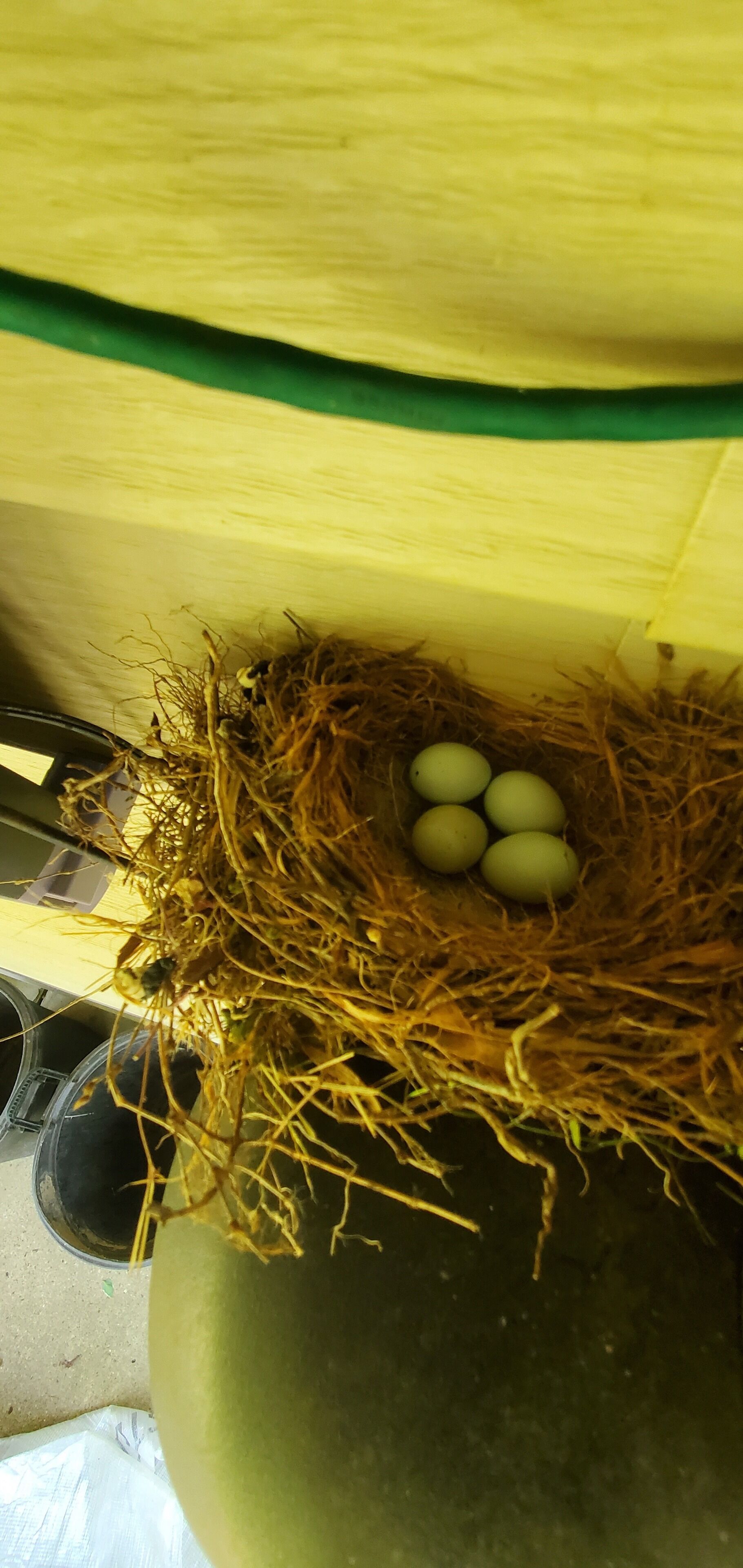 A nest with eggs in a pot.