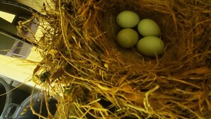 A nest with eggs in a pot. - Lake View Cabin on Lake Norfork (Mountain Home)